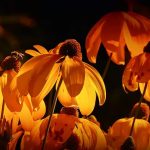 Floración del sábila: ¿Cuándo esperarla?