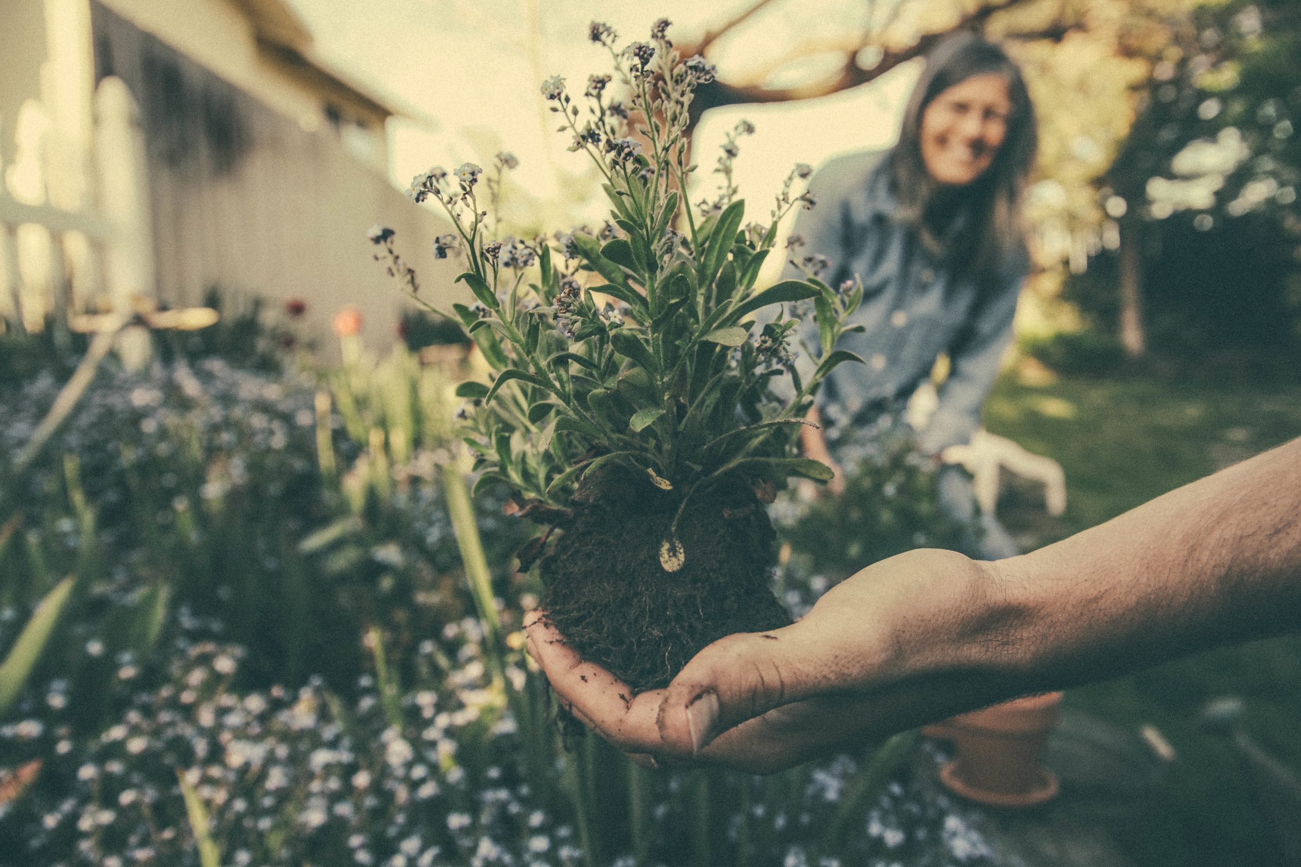 Riego automatizado: cómo hacer que tus plantas se cuiden solas