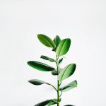 Descubre la planta que te hará más feliz: ¡La alegría en una sola especie!