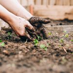 Revive tus plantas marchitas: guía para resucitar una planta seca